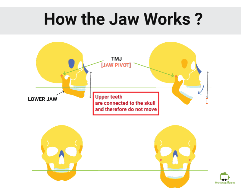 drawing mouth shapes and understanding how the jaw works